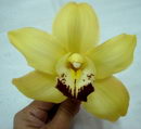Cymbidium Orchid